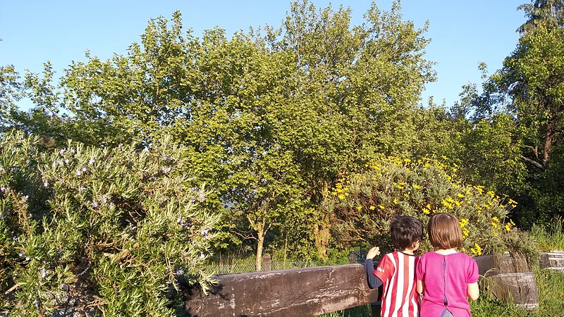 El robledal que rodea el caserío, con un banco de madera bajo los árboles.